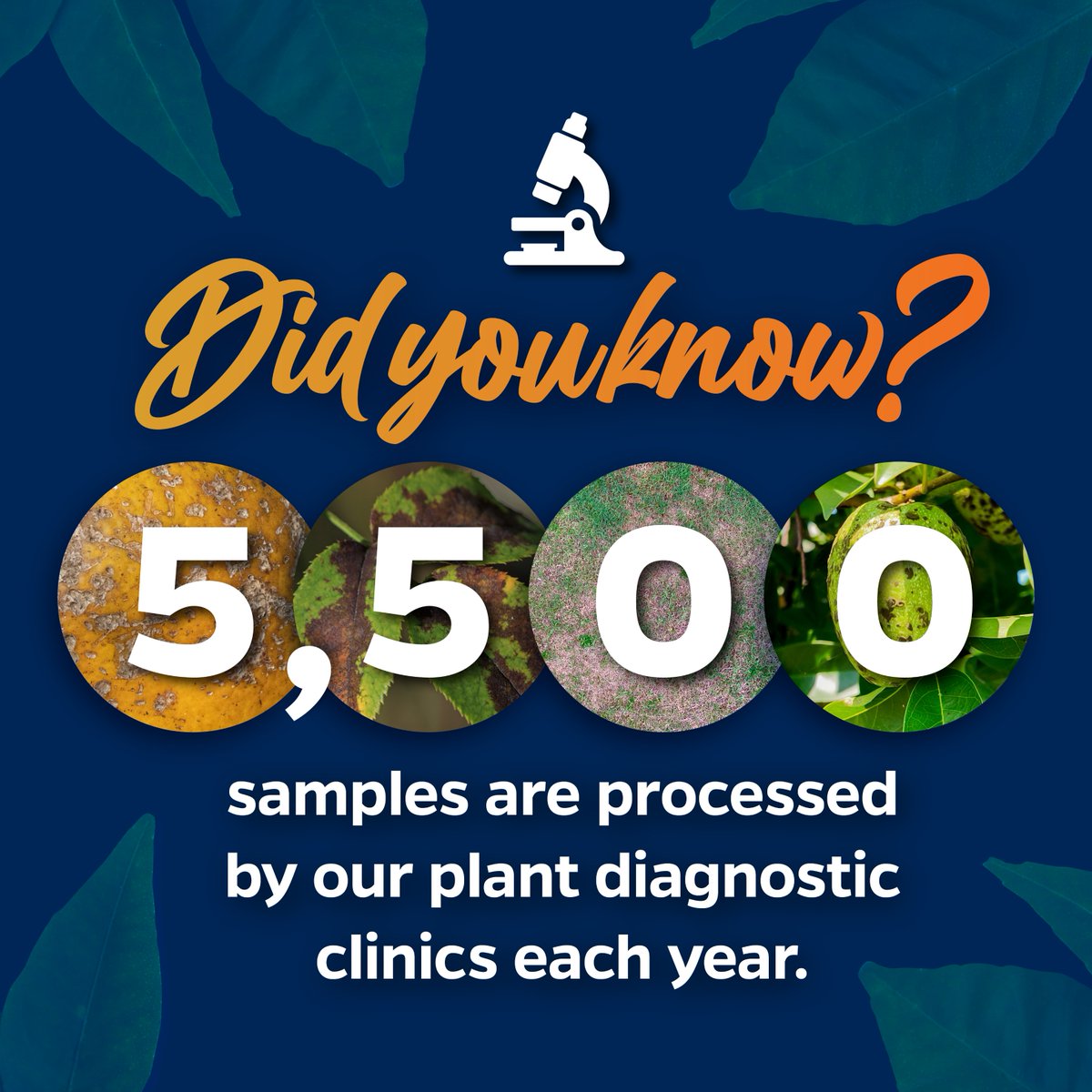 UF IFAS Solutions (@uf_ifas) on Twitter photo We have a statewide network of <a href="/UFPlantPath/">UF/IFAS Plant Pathology Department</a> plant diagnostic clinics ready to help growers of all sizes diagnose what's causing the decline of their plants.
If your plants are struggling, remember you don't have to guess what's wrong! Reach out to your local diagnostic clinic 🔗 We have a statewide network of <a href="/UFPlantPath/">UF/IFAS Plant Pathology Department</a> plant diagnostic clinics ready to help growers of all sizes diagnose what's causing the decline of their plants.
If your plants are struggling, remember you don't have to guess what's wrong! Reach out to your local diagnostic clinic 🔗