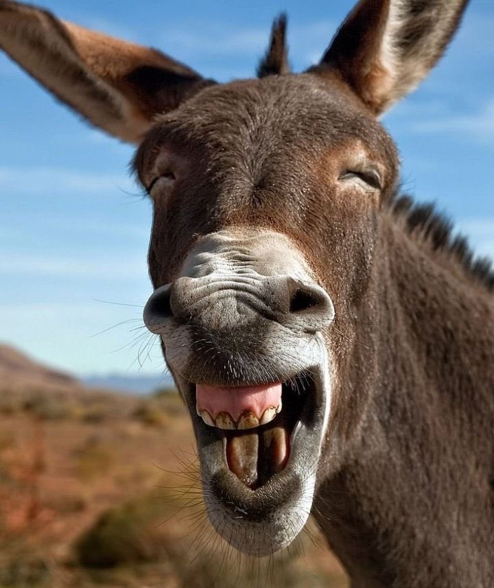 Hali ya Karia mud huu baada ya Mechi kupelekwa Amani Zanzibar 😂