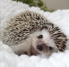 ssomi_SKZlove's tweet photo. 🦔😴 https://t.co/APBL9UPc37
