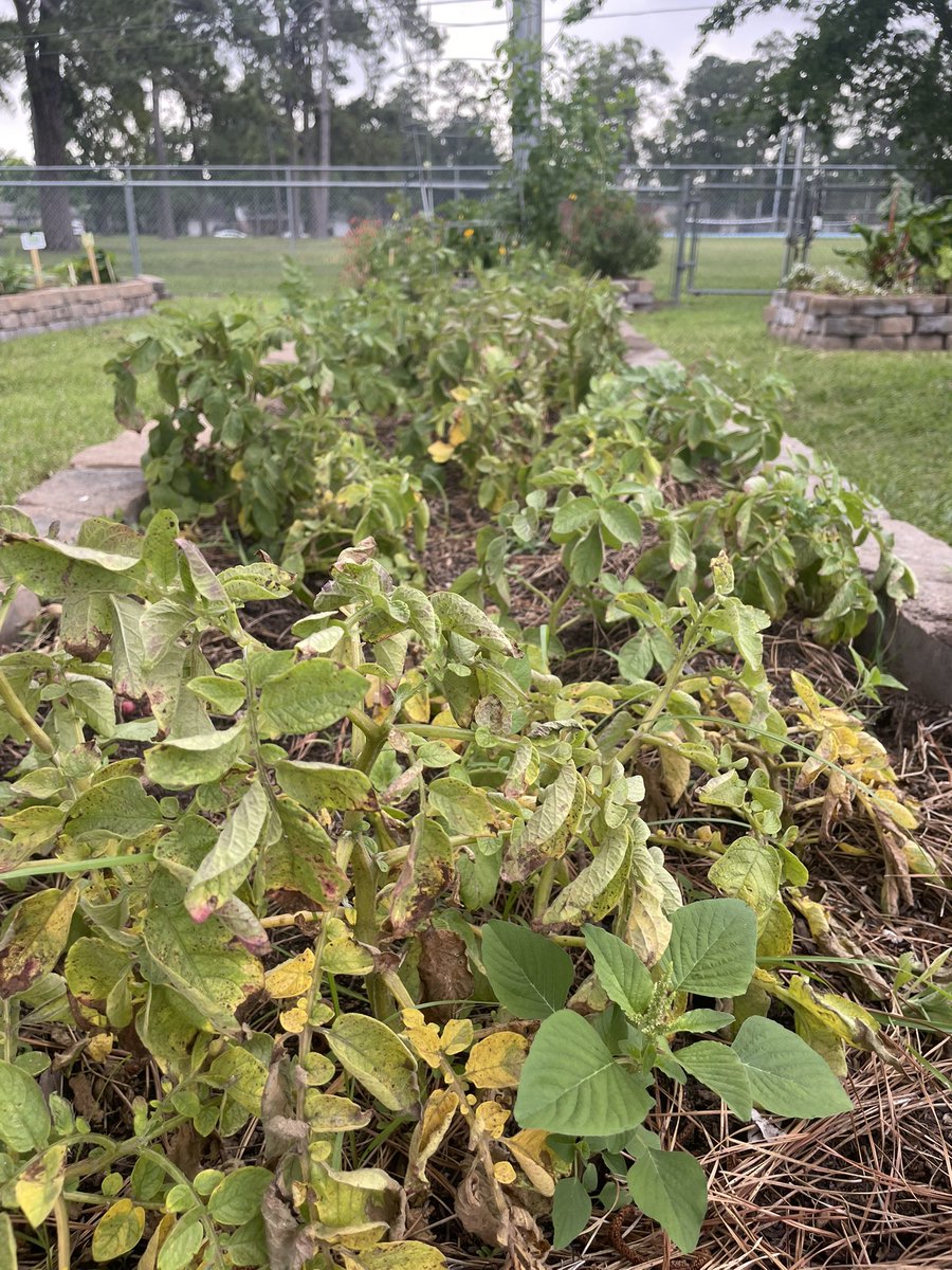 Celise Hamann (@mshamannrtgg) on Twitter photo Good morning <a href="/HolbrookCFISD/">Holbrook Elementary</a>!!! 3rd grade will harvest potatoes today!!! ๐ฅ
<a href="/rlmendez1/">BeckyMendez</a> <a href="/readygrowgarden/">Ready to Grow Garden</a> Good morning <a href="/HolbrookCFISD/">Holbrook Elementary</a>!!! 3rd grade will harvest potatoes today!!! ๐ฅ
<a href="/rlmendez1/">BeckyMendez</a> <a href="/readygrowgarden/">Ready to Grow Garden</a>