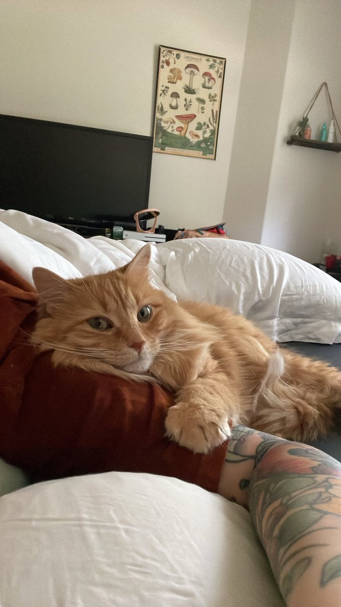 Foxie 🦊 tweet media