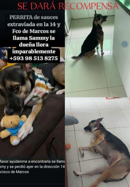 AlertaMePerdi tweet picture