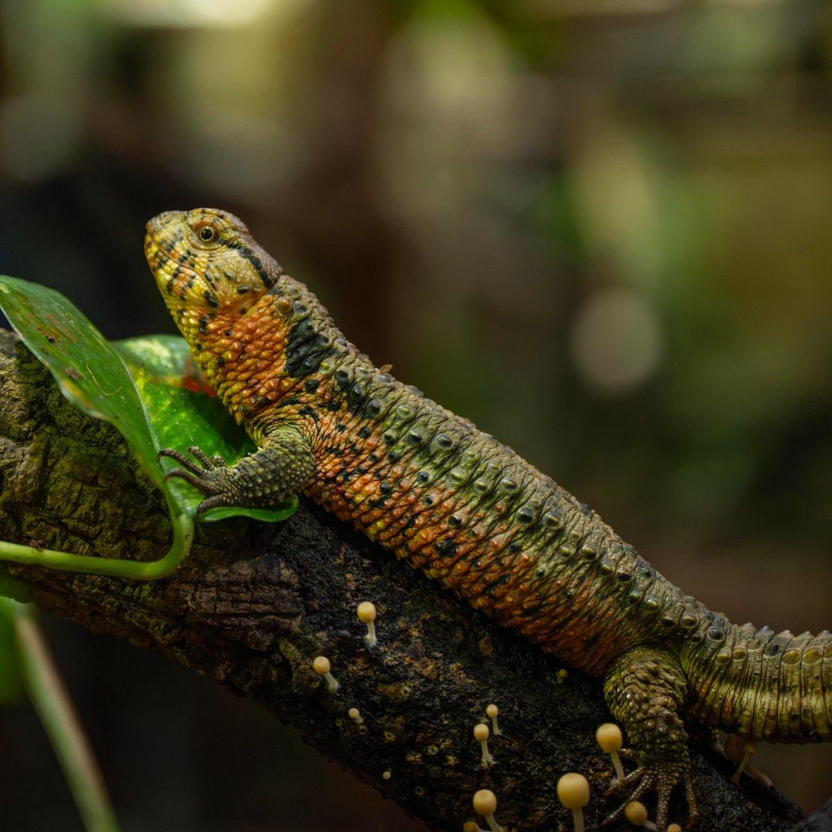 There are over 40,000 species threatened with extinction. 🐾

Today, we highlight the many species facing this crisis around the world. Zoos like ours, along with fellow <a href="/BIAZA/">BIAZA</a> organisations, play a vital role in conserving wildlife and helping to prevent further decline. 💜