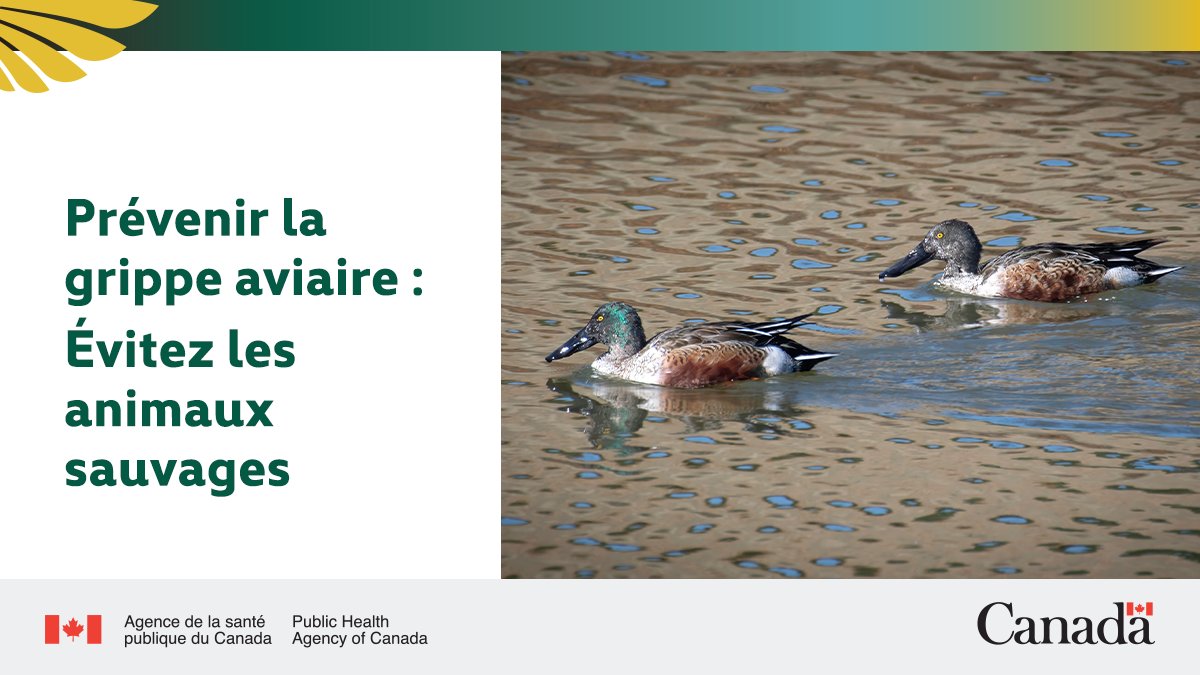 La #GrippeAviaire touche principalement les oiseaux, mais peut aussi causer des infections chez les humains et d'autres mammifères. Évitez les oiseaux et autres animaux malades ou morts pour réduire votre risque d’exposition au virus. Pour en savoir plus: ow.ly/xo7450VFILR