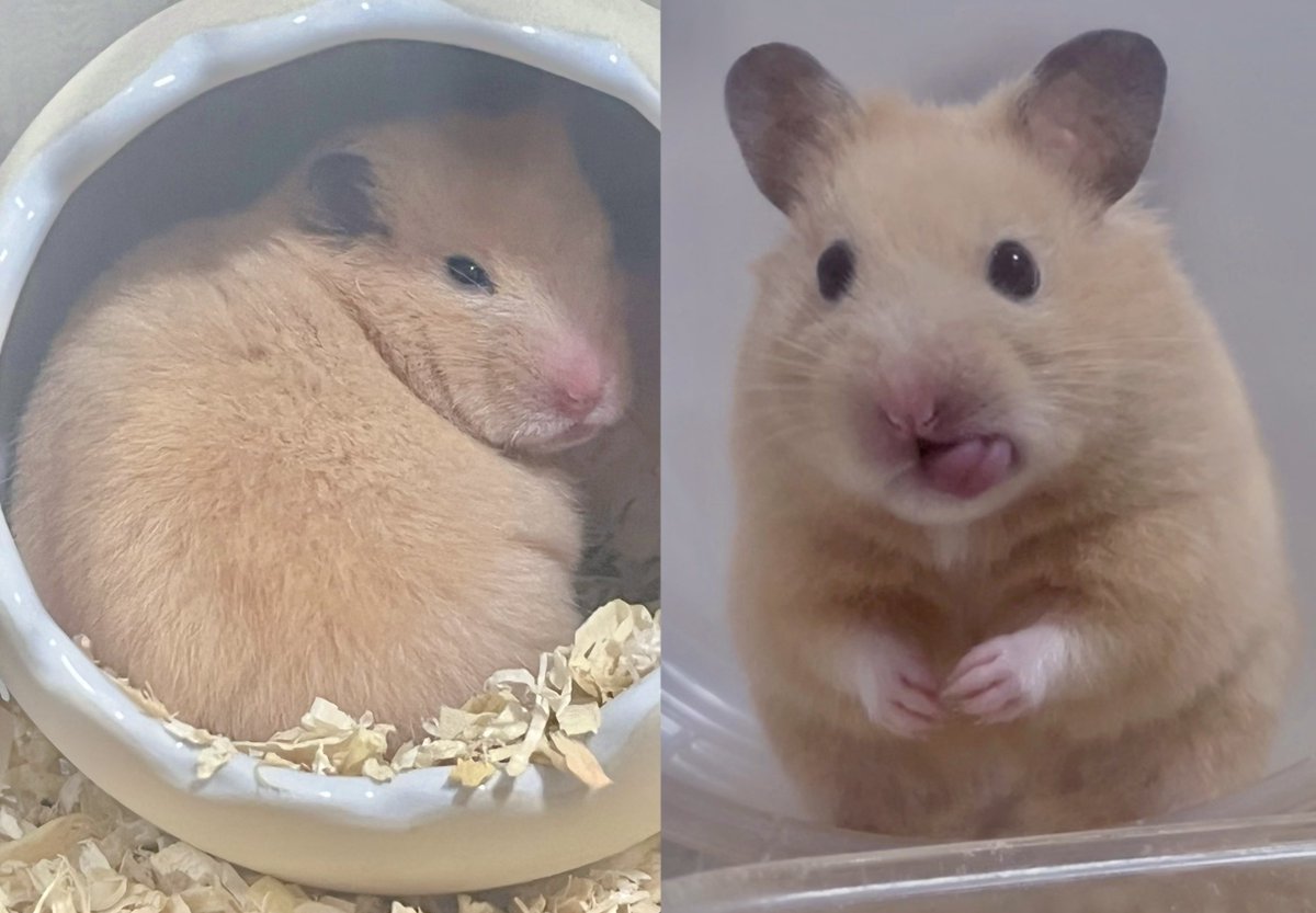 寝起きとご機嫌な時の差が激しい
 #ムーちゃんです