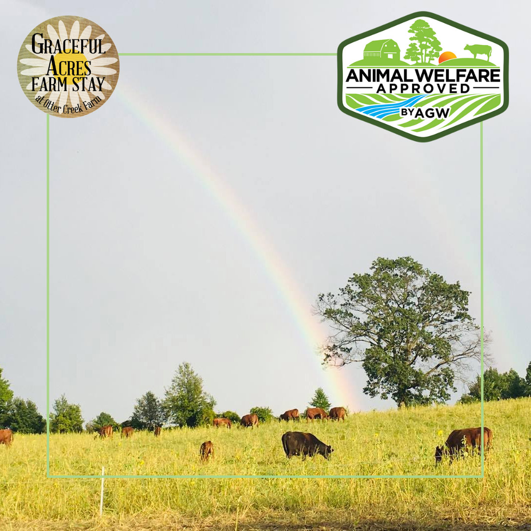 Looking for a unique opportunity to unplug and reconnect with nature? Consider booking a farm stay at an AGW-certified farm. Farm stays are a great way to spend time with animals and learn about sustainable, high-welfare, farming practices. ow.ly/T0mt50VRtkN