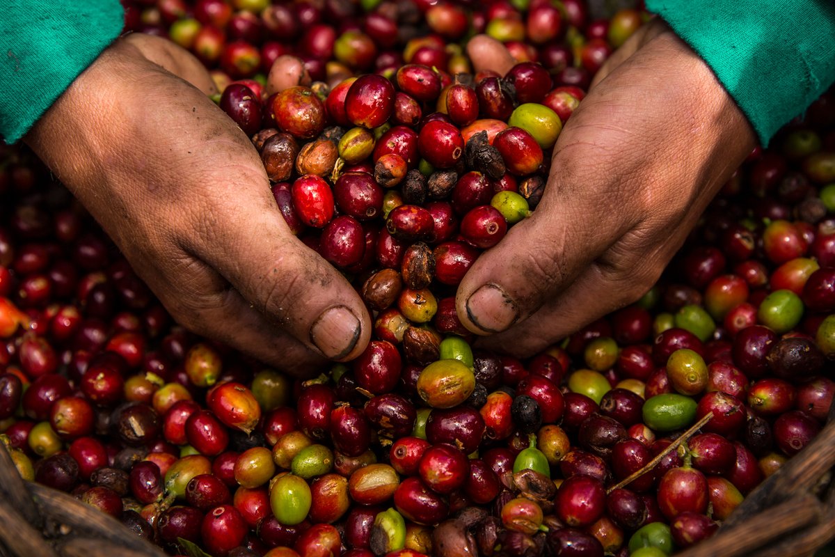 Catalytic Climate Finance Facility tweet media