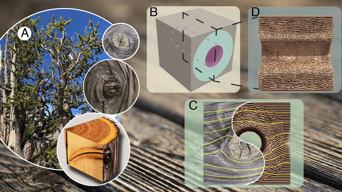 Emily Sanders, assistant professor in the Woodruff School, and collaborators at Georgia Tech and Princeton University have developed a new optimization-based method for elastostatic cloaking to hide holes in structural materials. 

Publication: Bit.ly/3GRKOmV