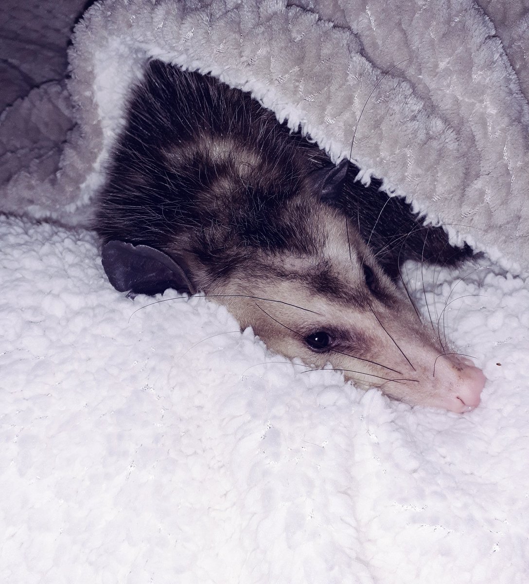 Possumeveryhour.io (@possumeveryhour) on Twitter photo 