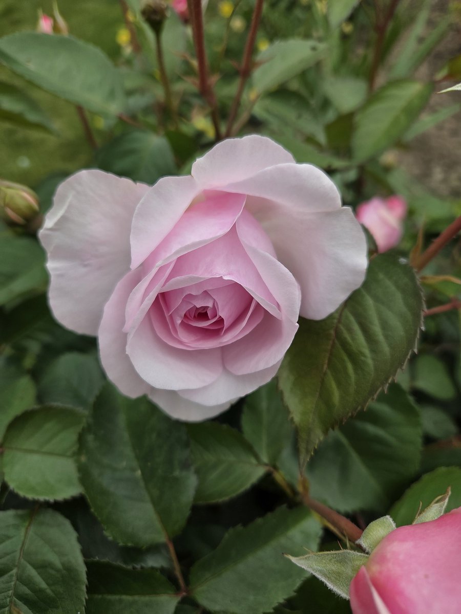 Beautiful David Austin rose just about to open up..
