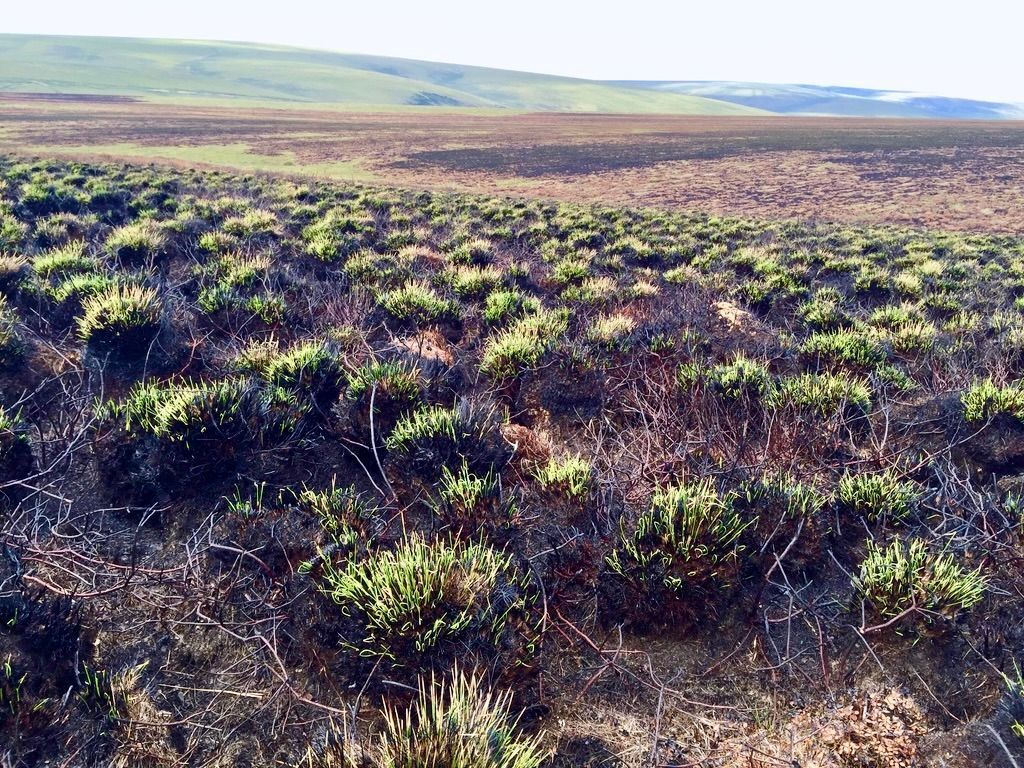 🌍🔥Climate change is reshaping Arctic tundra ecosystems, with increasing fire frequency being a factor. New research highlights potential transitions &amp; alternative ecosystem states and their implications 
🔍 Article: buff.ly/DsVgOiH
🗞️ Blog: buff.ly/nK6qVOX