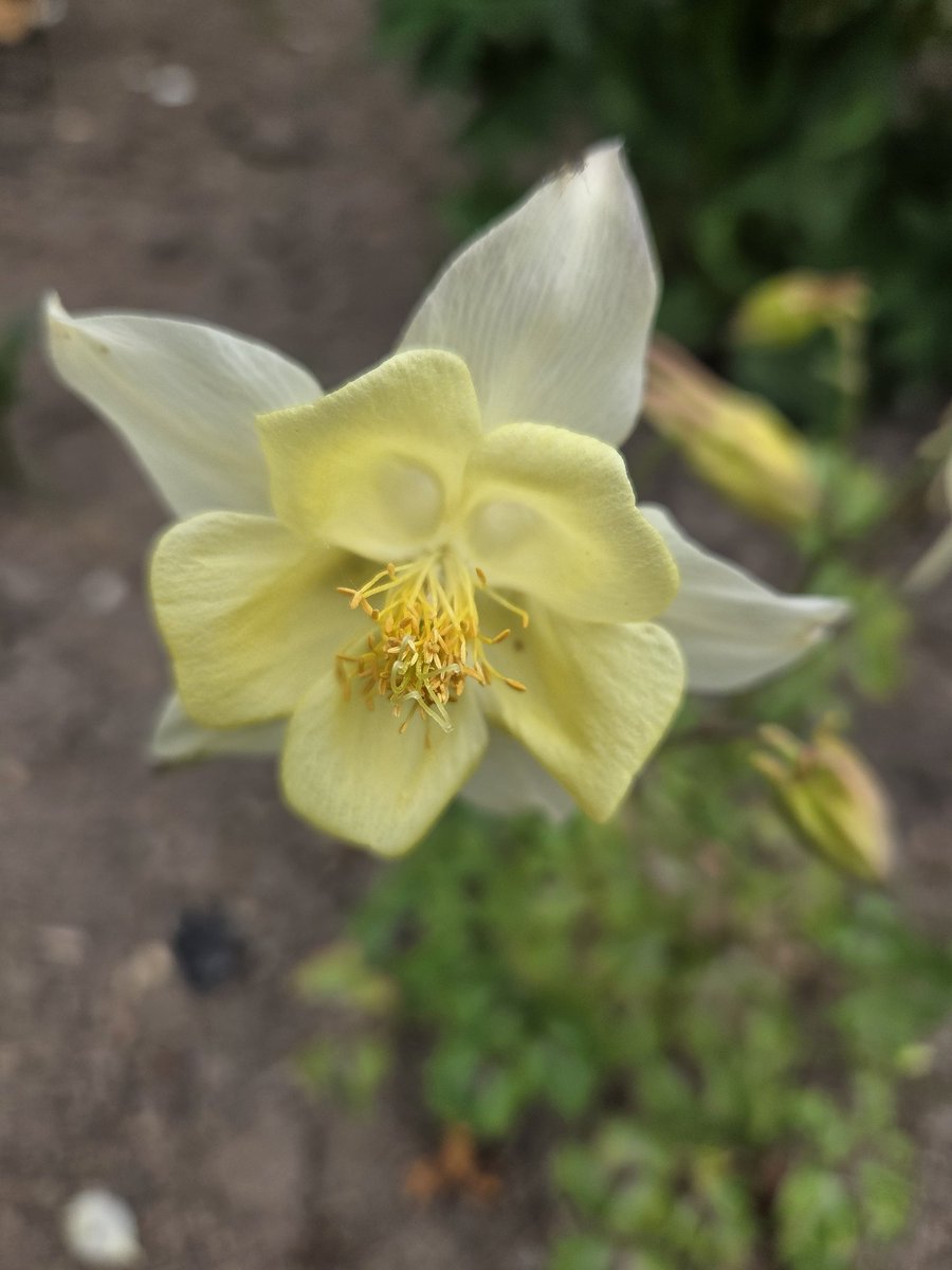 Beautiful Yellow Aquilegia Plant