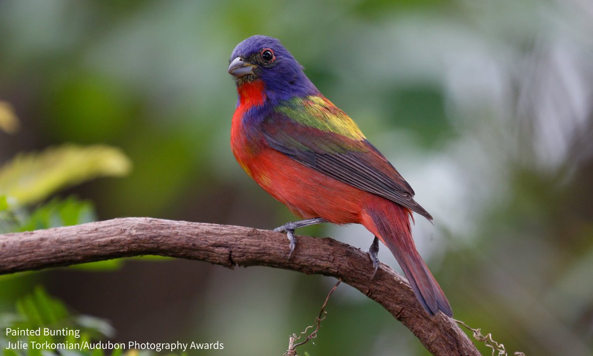 Climate Watch starts today, May 15th, and continues until June 15th. Sign up to monitor bluebirds, towhees, nuthatches, goldfinches and buntings to help Audubon scientists learn more about how climate change is affecting birds. bit.ly/4dlVdmQ