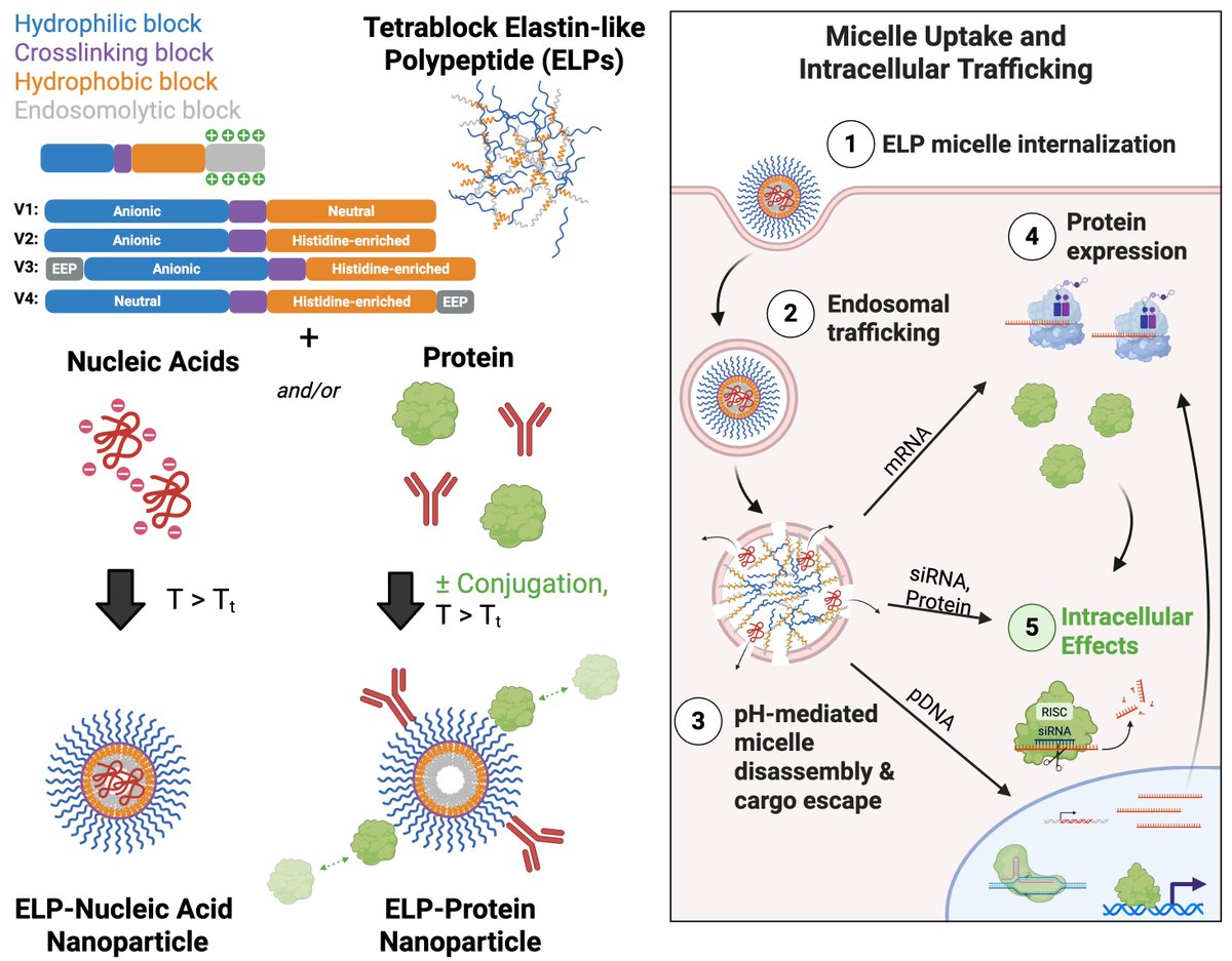 Sayo Eweje (@sayoeweje) on Twitter photo Excited to share our work developing Elastin-based Nanoparticles for Therapeutic delivERy (ENTER), a non-viral protein nanoparticle system for nucleic acid and protein delivery <a href="/NatureBiotech/">Nature Biotechnology</a> <a href="/echaikof/">Elliot Chaikof</a>! A 🧵on the iterative process of engineering ENTER and applications (1/17): Excited to share our work developing Elastin-based Nanoparticles for Therapeutic delivERy (ENTER), a non-viral protein nanoparticle system for nucleic acid and protein delivery <a href="/NatureBiotech/">Nature Biotechnology</a> <a href="/echaikof/">Elliot Chaikof</a>! A 🧵on the iterative process of engineering ENTER and applications (1/17):