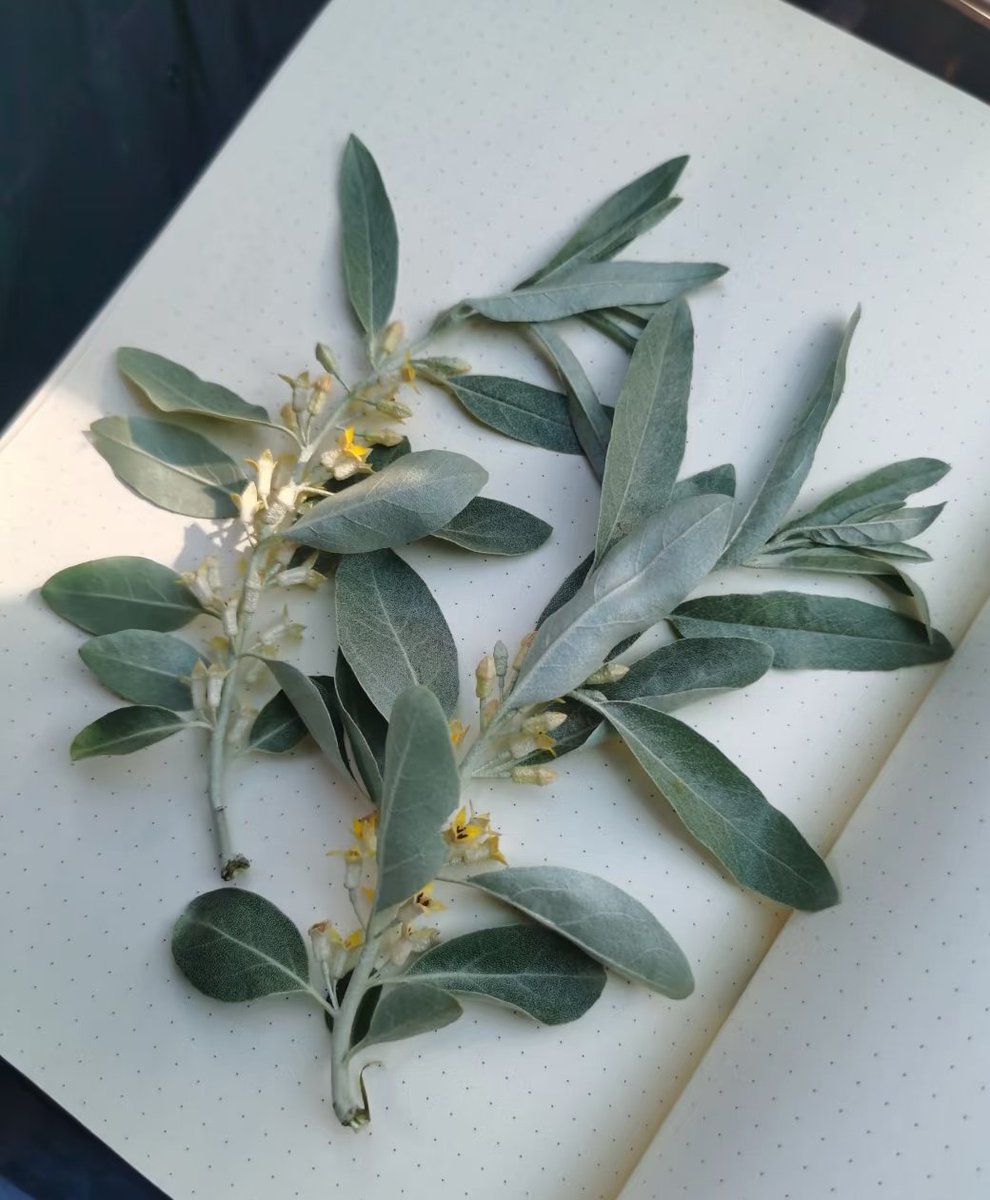 我说一种花，你猜什么花？