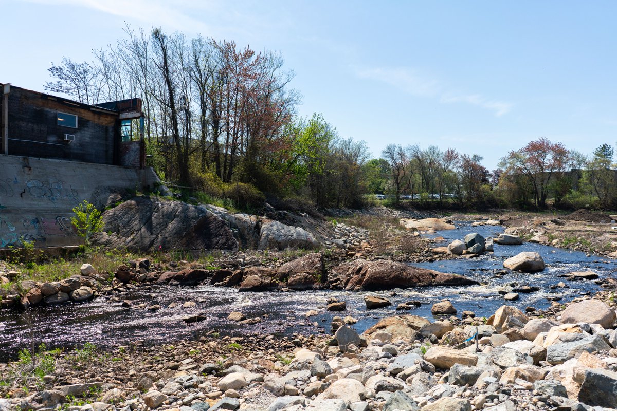 A moment for Monatiquot River’s before &amp; after! 🙌

This #DERPriorityProject removed two dams, built a fish ladder, reconnected 36 river miles &amp; created a recreational space for Braintree. And for the first time in 200+ years, river herring returned to migrate this spring! 🐟