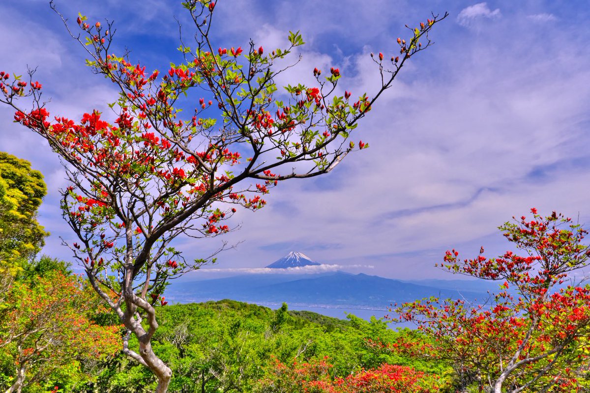 hiroshi_vh's tweet image. 『山ツツジと駿河湾越しの富士山』
明日から天気が下り坂なので今日撮れて良かったです。
撮影:2025.5.15