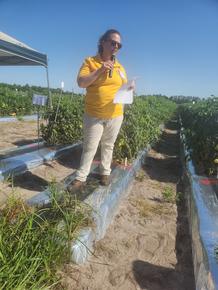 Brad Buck (@bradbuckgator) on Twitter photo Great turnout for Florida Tomato Day! Tomato breeder Jessica Chitwood-Brown of <a href="/ufhorticulture/">UF/IFAS Horticultural Sciences</a> and @ufgulfcoastrec tells growers about tomatoes she's testing for resistance to various diseases. <a href="/UFPlantbreeding/">UF/IFAS-PlantBreeding</a>, <a href="/UFPlantPath/">UF/IFAS Plant Pathology Department</a> Great turnout for Florida Tomato Day! Tomato breeder Jessica Chitwood-Brown of <a href="/ufhorticulture/">UF/IFAS Horticultural Sciences</a> and @ufgulfcoastrec tells growers about tomatoes she's testing for resistance to various diseases. <a href="/UFPlantbreeding/">UF/IFAS-PlantBreeding</a>, <a href="/UFPlantPath/">UF/IFAS Plant Pathology Department</a>