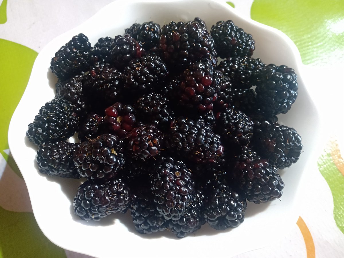 Lorennluna's tweet image. La #zarzamora 😋💜 alto contenido de fibra, rica en vitaminas A, B1, B2, C y K, así como en minerales como calcio, hierro, magnesio, fósforo y potasio.

Su consumo mejora la digestión y fortalece el sistema inmunológico y óseo.