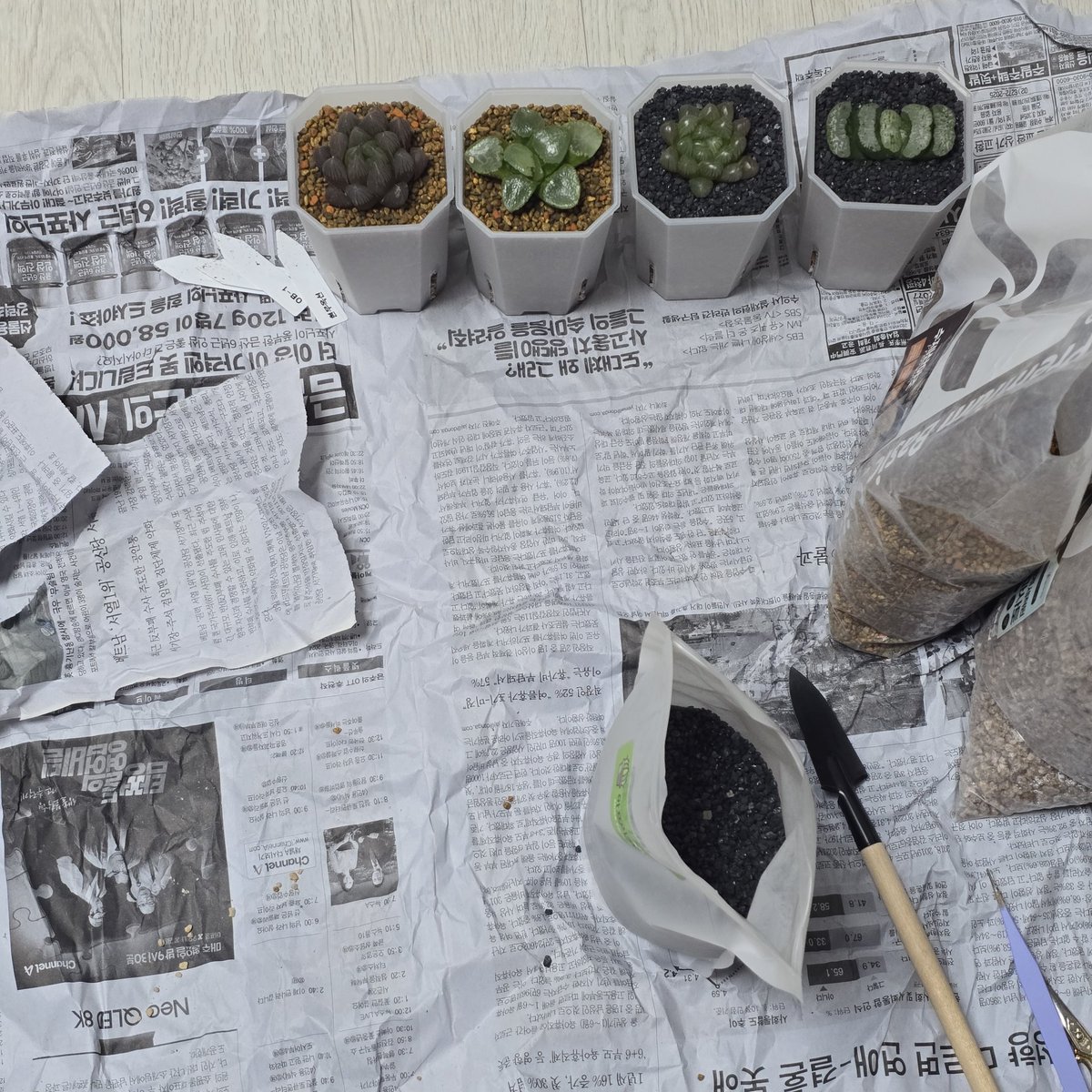 내일 연차 기념 식쇼 분갈이