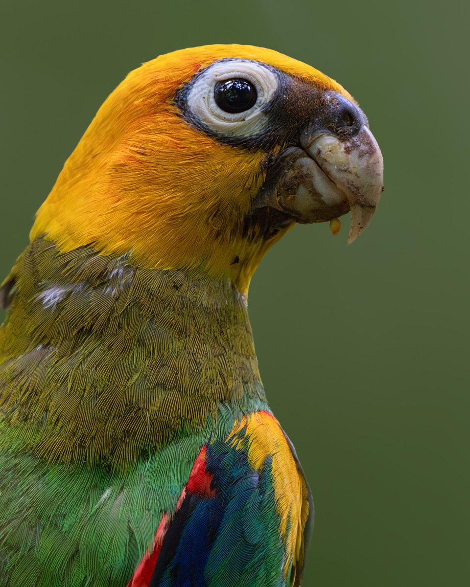 Es una de las Loras más hermosas, por fin puedo compartirla al vuelo y con detalles para que la conozcan bien, hay que cuidar estas bellezas, la conocías?

Cotorra Cariamarilla (Pyirilia pyrilia).