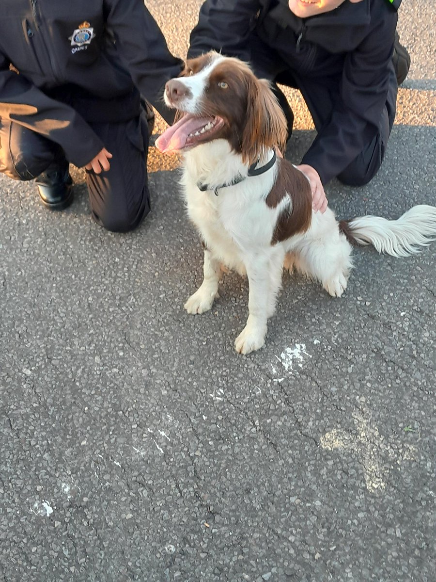 DorsetPoliceCadets (@cadetsdorset) on Twitter photo PD's Tank and Oakley visited Corfe Cadets this week. The Cadets loved learning about the PD's work and the life of a handler <a href="/NationalVPC/">National Volunteer Police Cadets</a> <a href="/CorfeHills/">Corfe Hills School</a> <a href="/PCCDorset/">Dorset PCC</a> PD's Tank and Oakley visited Corfe Cadets this week. The Cadets loved learning about the PD's work and the life of a handler <a href="/NationalVPC/">National Volunteer Police Cadets</a> <a href="/CorfeHills/">Corfe Hills School</a> <a href="/PCCDorset/">Dorset PCC</a>