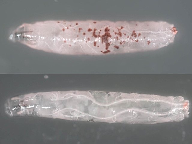 Biomedical Picture of the Day BPoD (@bpod_s) on Twitter photo Protein complex, the retromer, promotes recycling/disposal of damaged mitochondrial DNA
đź“· Parisa Kakanj & Mari Bonse et al <a href="/Dpla_/">David Pla-MartĂn</a> lab University of Cologne, Cologne, Germany in <a href="/ScienceAdvances/">Science Advances</a>
➡️ bpod.org.uk/archive/2025/5… with <a href="/rooph/">Ruth Williams</a> Protein complex, the retromer, promotes recycling/disposal of damaged mitochondrial DNA
đź“· Parisa Kakanj & Mari Bonse et al <a href="/Dpla_/">David Pla-MartĂn</a> lab University of Cologne, Cologne, Germany in <a href="/ScienceAdvances/">Science Advances</a>
➡️ bpod.org.uk/archive/2025/5… with <a href="/rooph/">Ruth Williams</a>