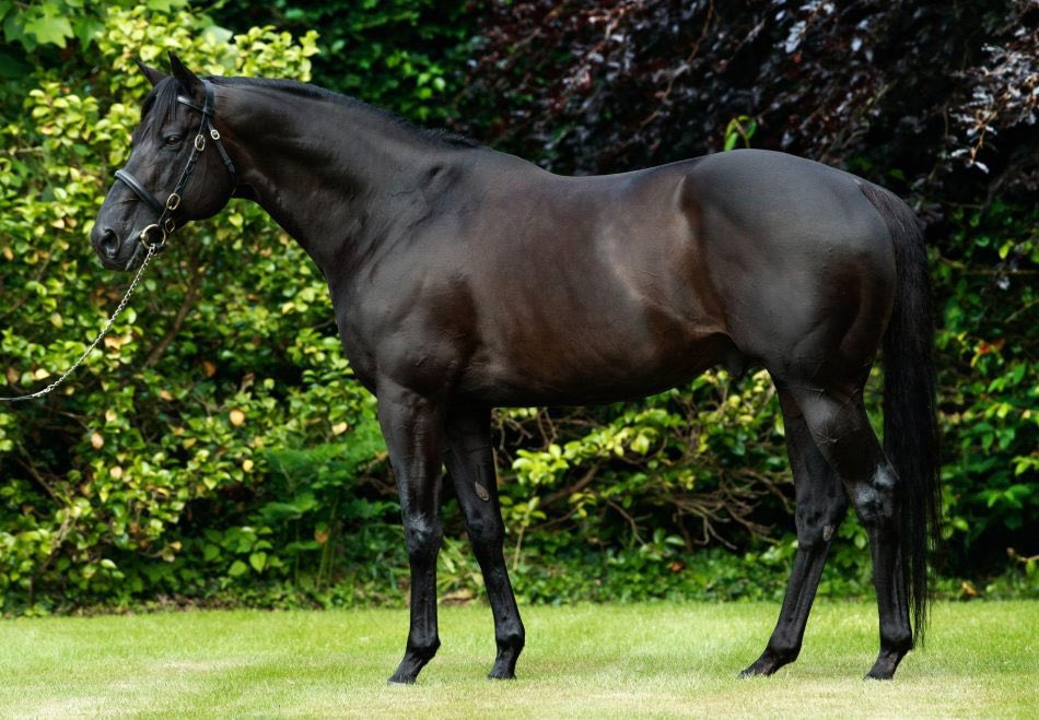 🚨STALLION NEWS 🚨

<a href="/CoolmoreAus/">Coolmore Australia</a> has announced that WOOTTON BASSETT will stand for a fee of $350,000 + GST this season ☘️

This is an Australian record, eclipsing Extreme Choice &amp; Redoute’s Choice equal record fee of $300,000 + GST 😮