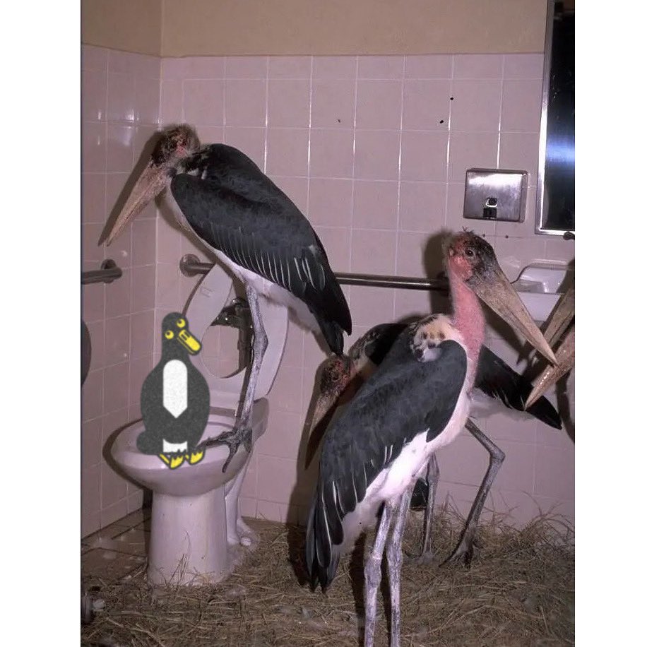Stukuls's tweet image. When your country cousins come and visit.

#allmodcons #toilet #bathroom #cousins #toilet #bathroom #bathroomdecor #can #visit #visitors #privacy #birds #birdwatching #forthebirds #family #familyfirst #pink #penguin #penguins #企鵝 #펭귄 #пингвин #ペンギン #pingüino #Pingüina