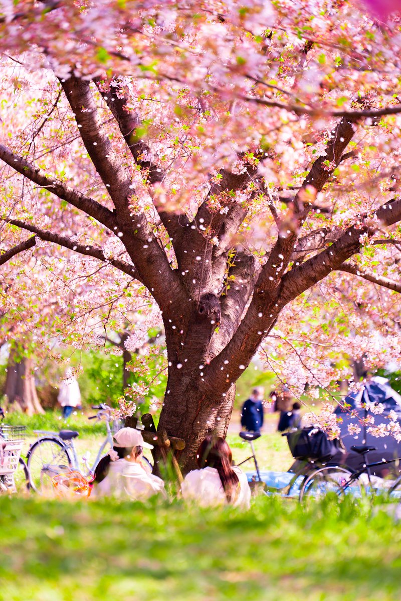 iolicheeee's tweet photo. 春の香り
撮影場所：舎人公園
撮影日時期：2025/04中旬

■CAMERA
Panasonic S5II (DC-S5M2)

■EDIT
Adobe Lightroom Classic

#風景 #花 #花びら #花吹雪 #桜 #木 #舎人 #舎人公園

#lumix #s5ii
#japan #nippon #japan_photo
#photo_travelers #photo_shorttrip #小旅行
#東京カメラ部 https://t.co/D3QlUjEhSw