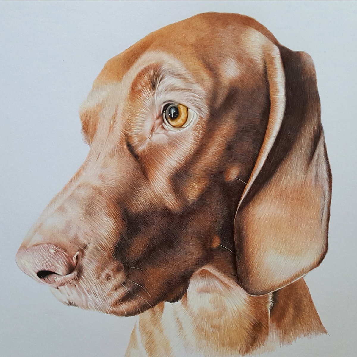 Treacle Bestie Alma ππ (@treacle_vizsla) on Twitter photo #ThrowbackThursday our beautiful Treacle captured so wonderfully by the one and only amazing <a href="/NikiFirmin/">Niki Firmin</a> #ThrowbackThursday our beautiful Treacle captured so wonderfully by the one and only amazing <a href="/NikiFirmin/">Niki Firmin</a>
