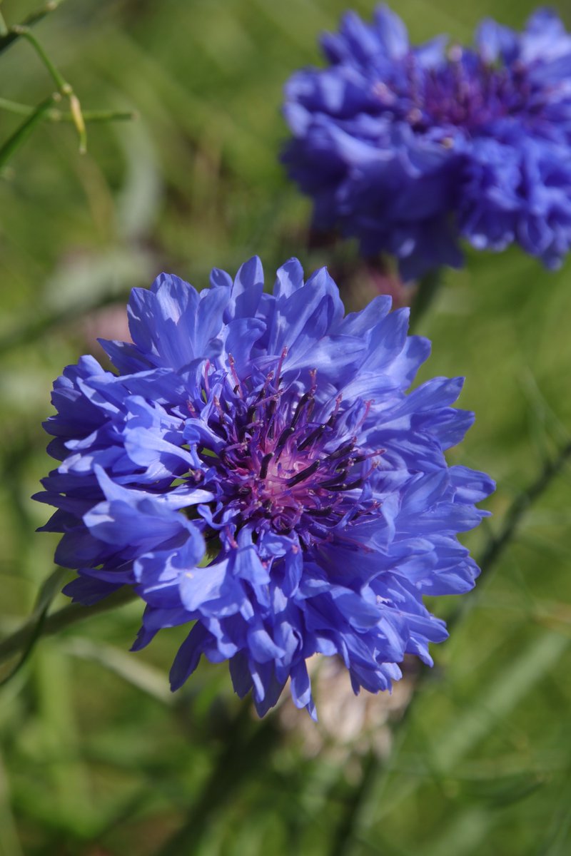 gontanokoneroku's tweet photo. Cornflower 😇

#Cornflower #Photography #Flowers https://t.co/b4NHRyYJVV