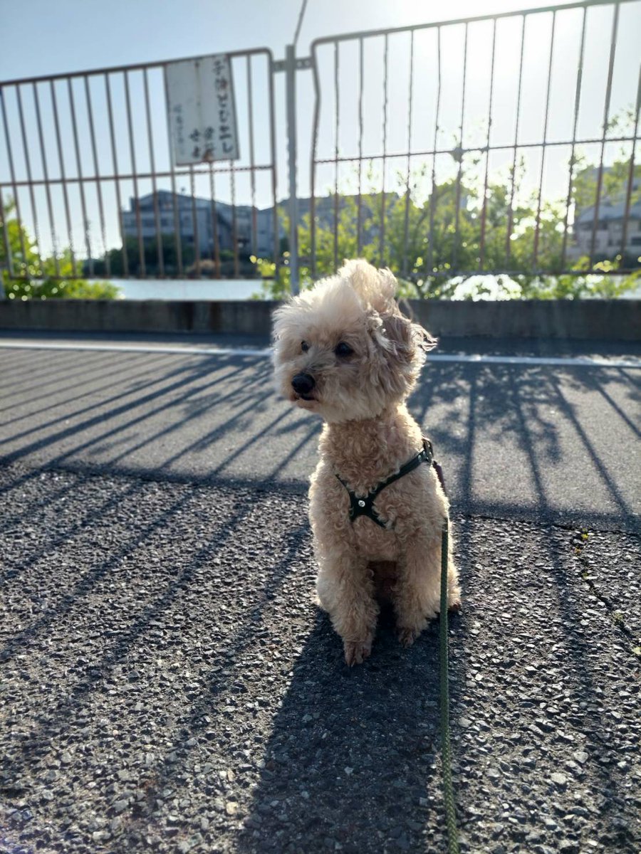 raisin0209's tweet photo. レーズン君🐶
今日のパトロール🐾
明日は雨☔やねんて… https://t.co/OveWeUcSVO