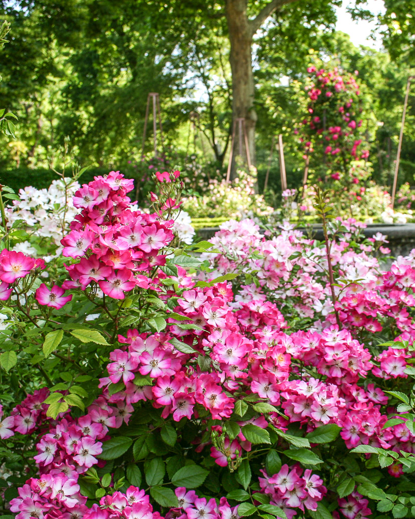 🌹 Dedicamos mayo a la ROSA en la iniciatriva #12meses12plantas con motivo del #270aniversariorjb
Conoceremos la colección del <a href="/RJBOTANICO/">REAL JARDÍN BOTÁNICO</a> <a href="/CSIC/">CSIC</a>  siguiendo 10 secciones clásicas del género Rosa que incluyen especies silvestres, rosas antiguas y modernas.
📷: M. Esteban ©RJB-CSIC