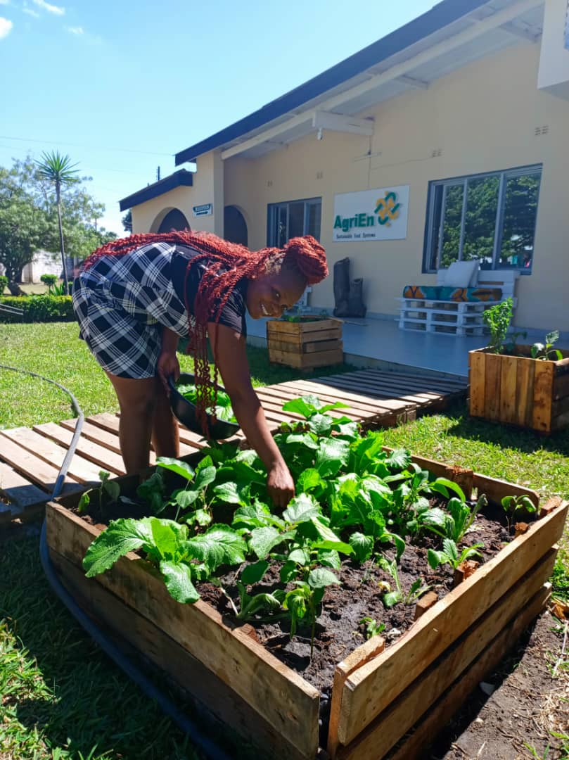 AgriEn_Network's tweet photo. We walk the talk at AgriEn! π±
From raised beds to foodscaping, we grow our own food, modeling urban gardening for food-secure communities.
Grow local. Eat fresh. Be resilient.
Want to foodscape your space? Letβs talk!
#AgriEn #UrbanGardening #FoodSecurity #Zambia https://t.co/j1jSs3nFjS