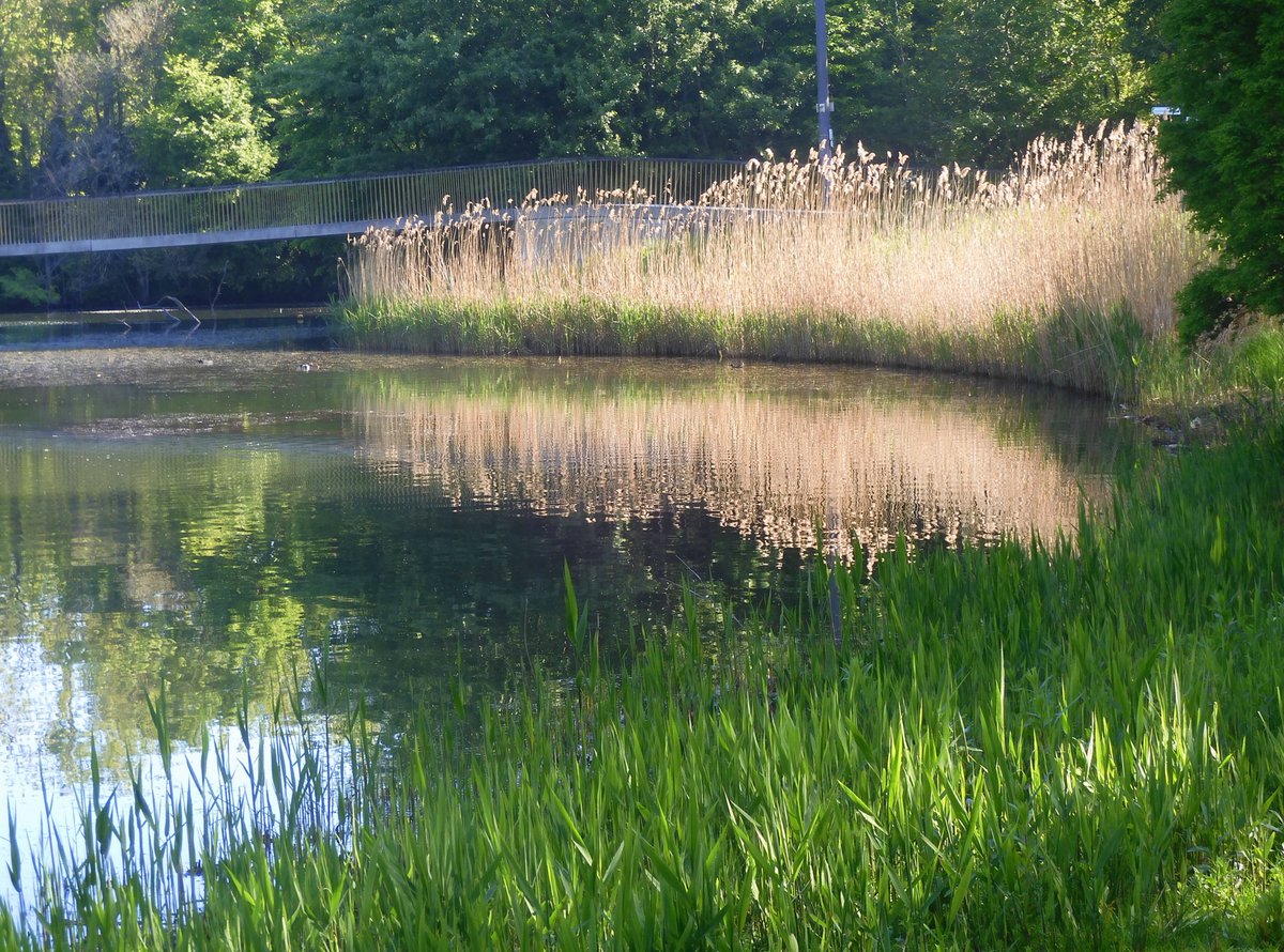nori_reads's tweet image. Reflection...    🌤️  #bluebells    #placeswelove