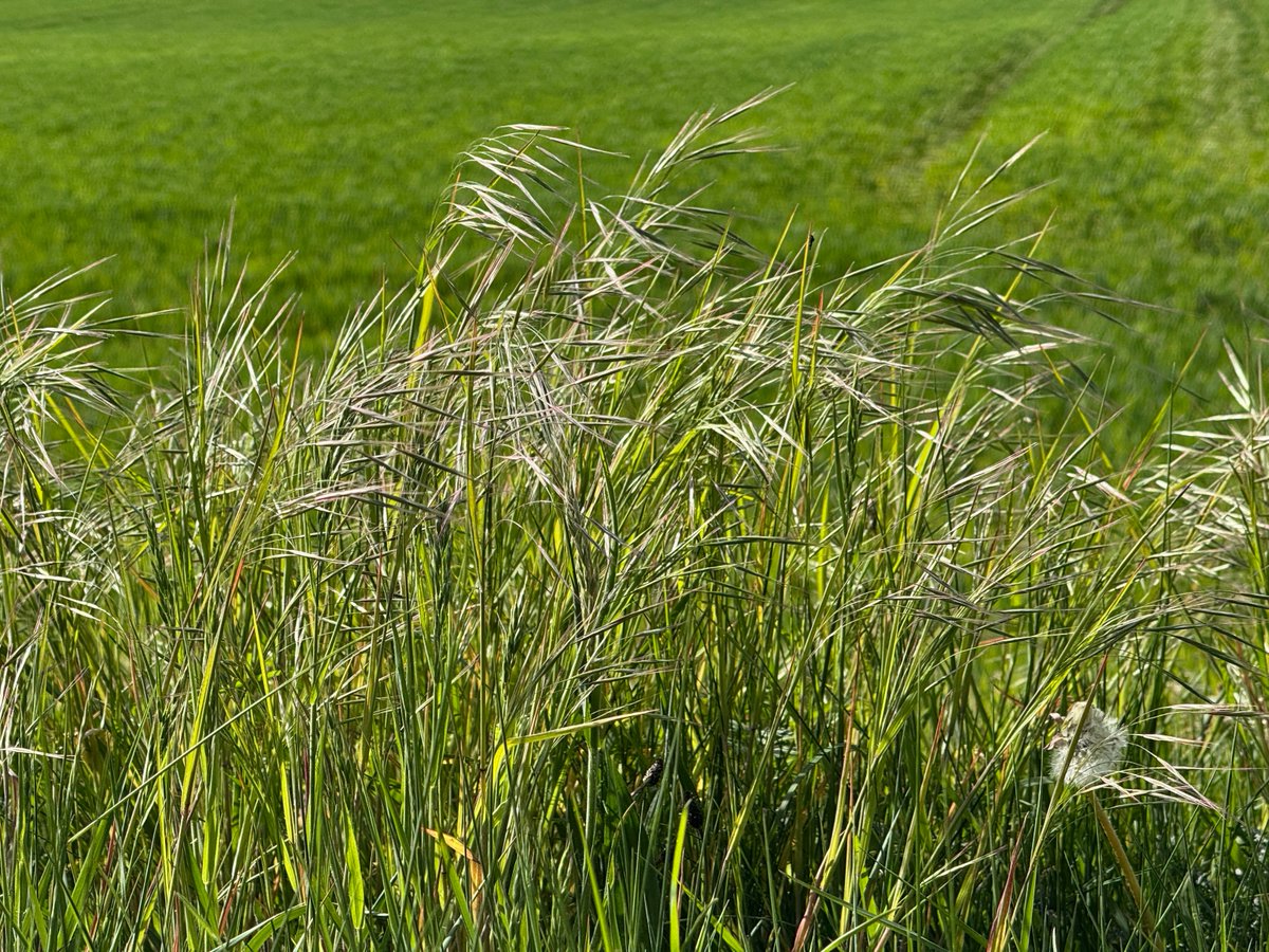 Great Brome (Brooms dianthus) is quite a spectacular grass. Very early to be flowering. No wonder I've started getting hay fever a month sooner than usual.  It's quite an uncommon plant in our area (VC65) an introduction to the UK and a rather recent one.