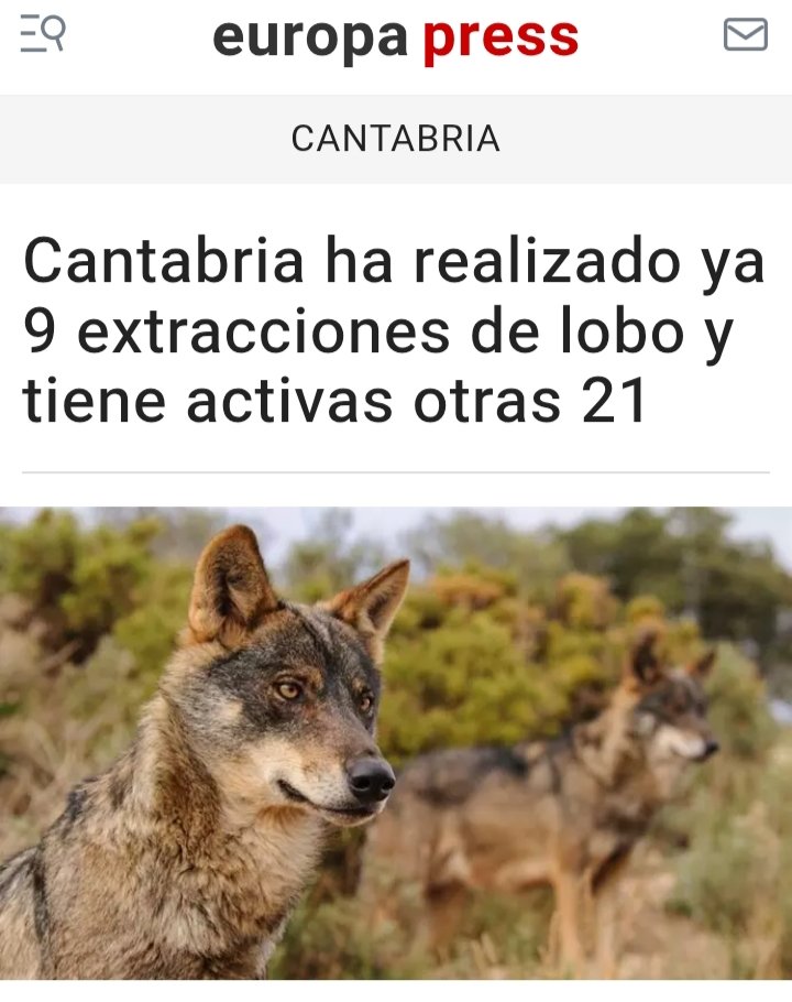 ASCEL (@ascel_lobo) on Twitter photo El Gobierno de Cantabria <a href="/cantabriaes/">Gobierno Cantabria</a> mata lobos. Lo de "extracciones" lo dejamos para el odontólogo y las piezas dentales <a href="/mjburuaga/">M.J Sáenz de Buruaga</a>. El Gobierno de Cantabria <a href="/cantabriaes/">Gobierno Cantabria</a> mata lobos. Lo de "extracciones" lo dejamos para el odontólogo y las piezas dentales <a href="/mjburuaga/">M.J Sáenz de Buruaga</a>.