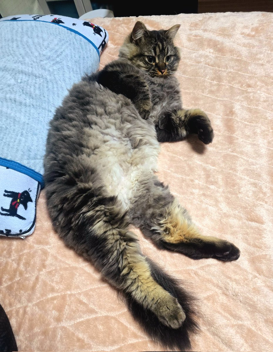 ママの帰宅時間が近くなると、
必ずママのベッドに行くらしい😅
何アピールなんだろう……？
