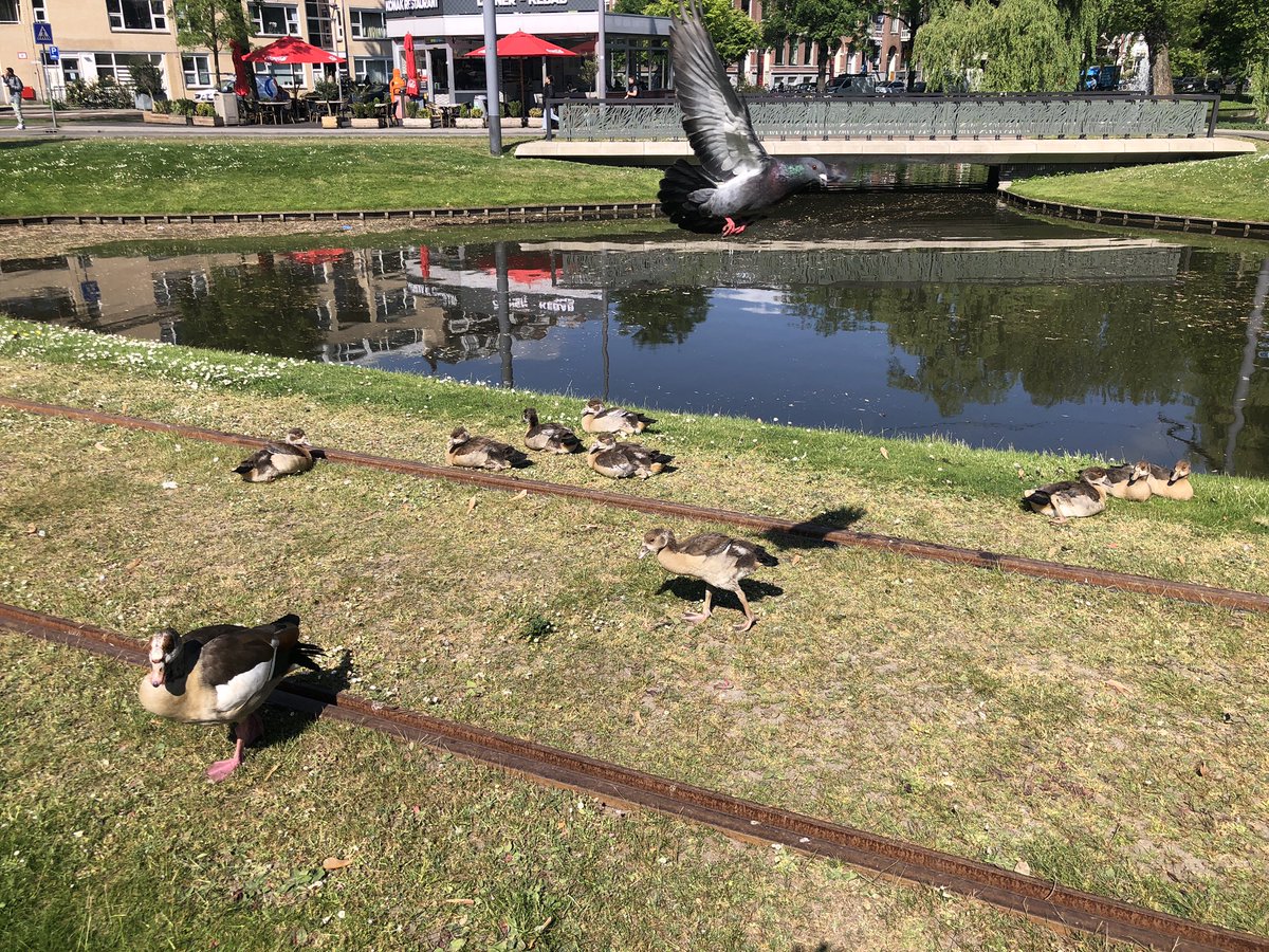 KeesMoeliker's tweet photo. Ik ben, samen met mijn bermeenden en andere content en stokpaardjes verhuisd naar ⬇️ https://t.co/pO9DXwFo8k. Volg mij daar, of niet natuurlijk https://t.co/deFcDTPn6R