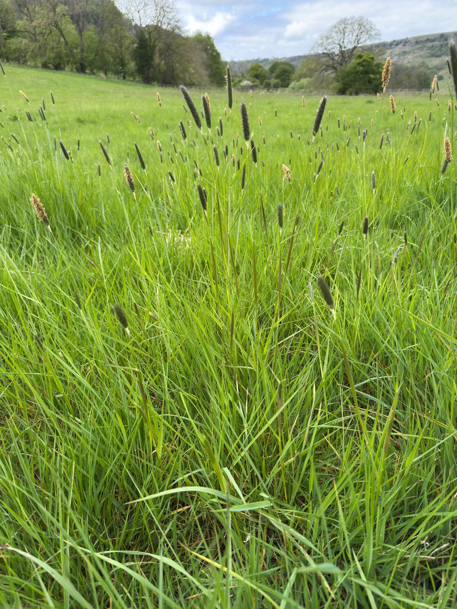 Meadow Foxtail (Alopecurus pratensis) in a meadow at Lownethwaite.  One of our earlier flowering grasses.  A native species and important forage crop.