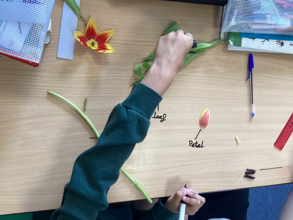Swallows Class have been learning all about the reproductive parts of a flower. They enjoyed looking closely at each part of some fresh flowers! #TheGatesScience