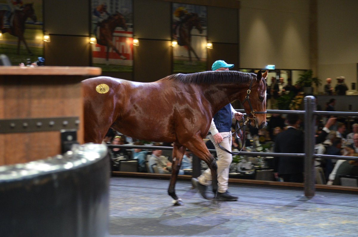 Alma Vale Thoroughbreds (@almavaletb) on Twitter photo We closed out the Inglis Chairman's Sale with a bang, with Lot 85 – Monte Invincible selling to <a href="/AstuteBldstock/">Astute Bloodstock</a> & <a href="/Cressfieldstud/">Cressfield</a> for $350,000 🎉
Congratulations to all the connections!
#AlmaValeThoroughbreds We closed out the Inglis Chairman's Sale with a bang, with Lot 85 – Monte Invincible selling to <a href="/AstuteBldstock/">Astute Bloodstock</a> & <a href="/Cressfieldstud/">Cressfield</a> for $350,000 🎉
Congratulations to all the connections!
#AlmaValeThoroughbreds