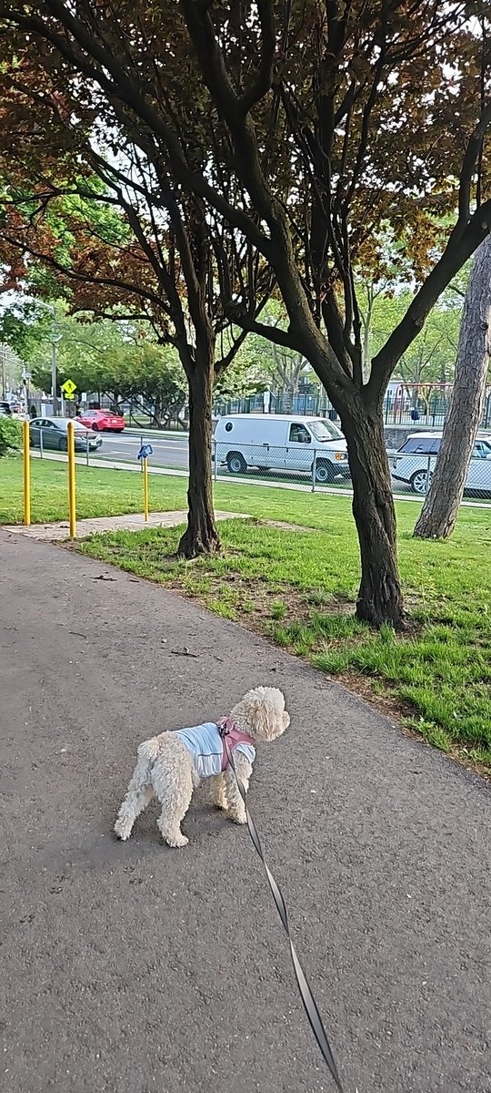 Today, May 8th, Thursday, I woke up at 6:00 AM and went for a walk at 6:15 AM. My dog's diarrhea stopped, and she had a normal poop, which is great news. The weather is lovely and refreshing today.