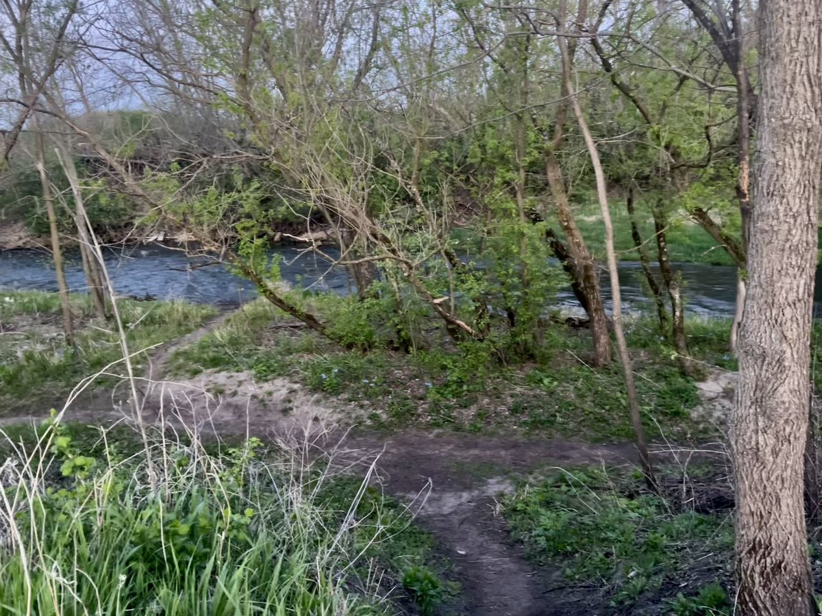 MPAlexanderMD's tweet image. An untold jewel of Rochester
just a stones throw from @MayoClinic
is a sprawling field of Blue Bells.
They grow in the shade of a gurgling river.
The splendrous display lasts till #MothersDay, so visit when you can.