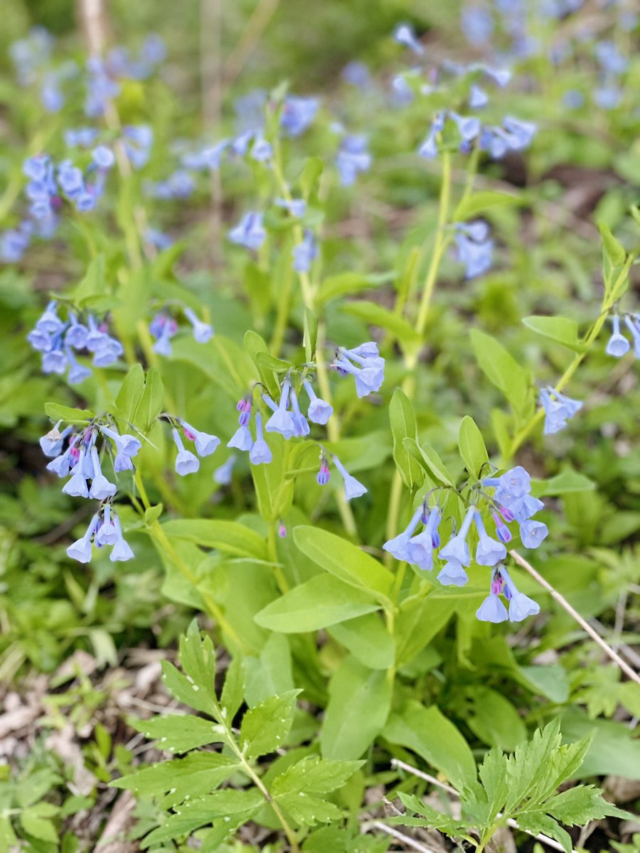 MPAlexanderMD's tweet image. An untold jewel of Rochester
just a stones throw from @MayoClinic
is a sprawling field of Blue Bells.
They grow in the shade of a gurgling river.
The splendrous display lasts till #MothersDay, so visit when you can.