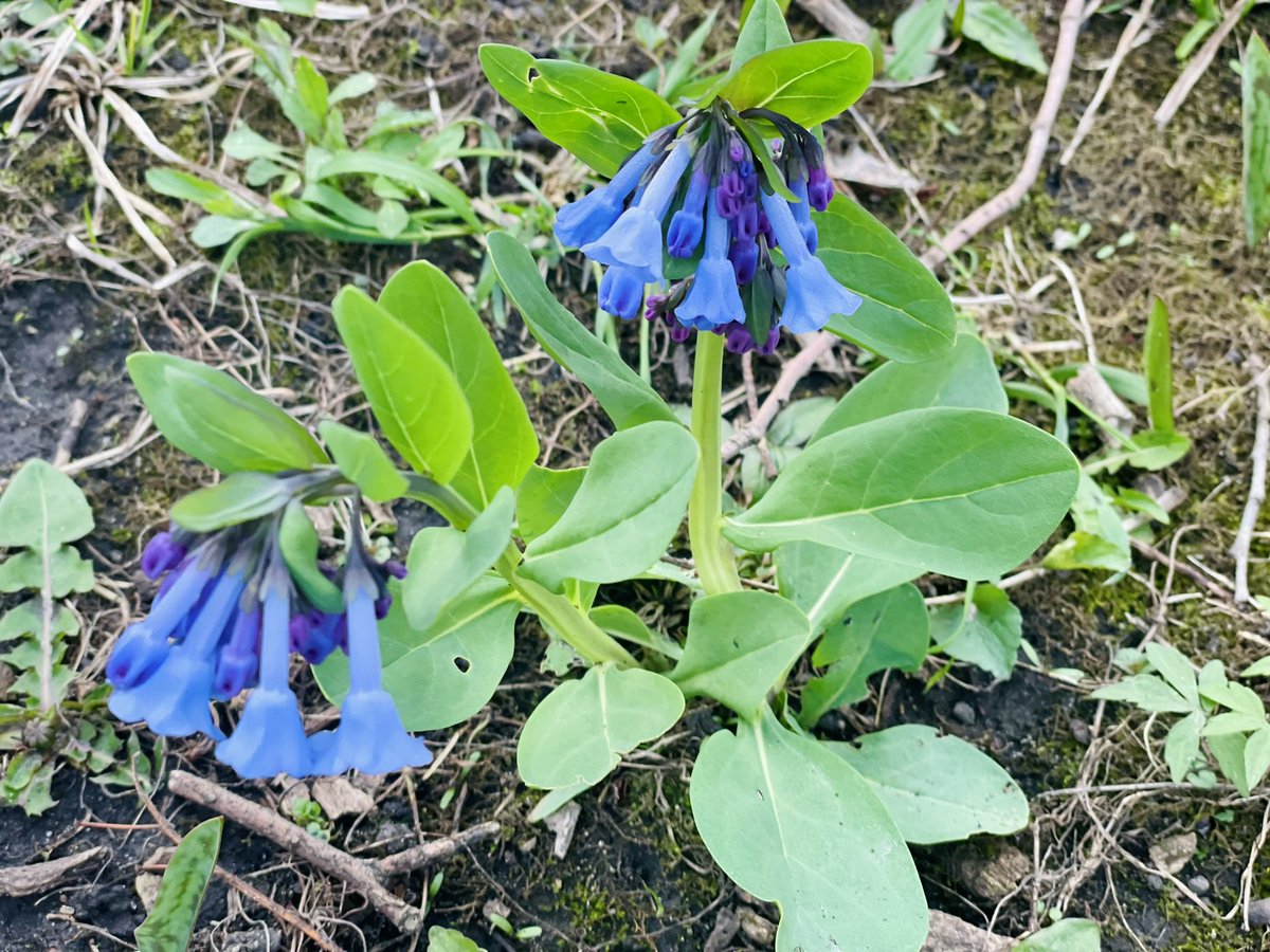 MPAlexanderMD's tweet image. An untold jewel of Rochester
just a stones throw from @MayoClinic
is a sprawling field of Blue Bells.
They grow in the shade of a gurgling river.
The splendrous display lasts till #MothersDay, so visit when you can.