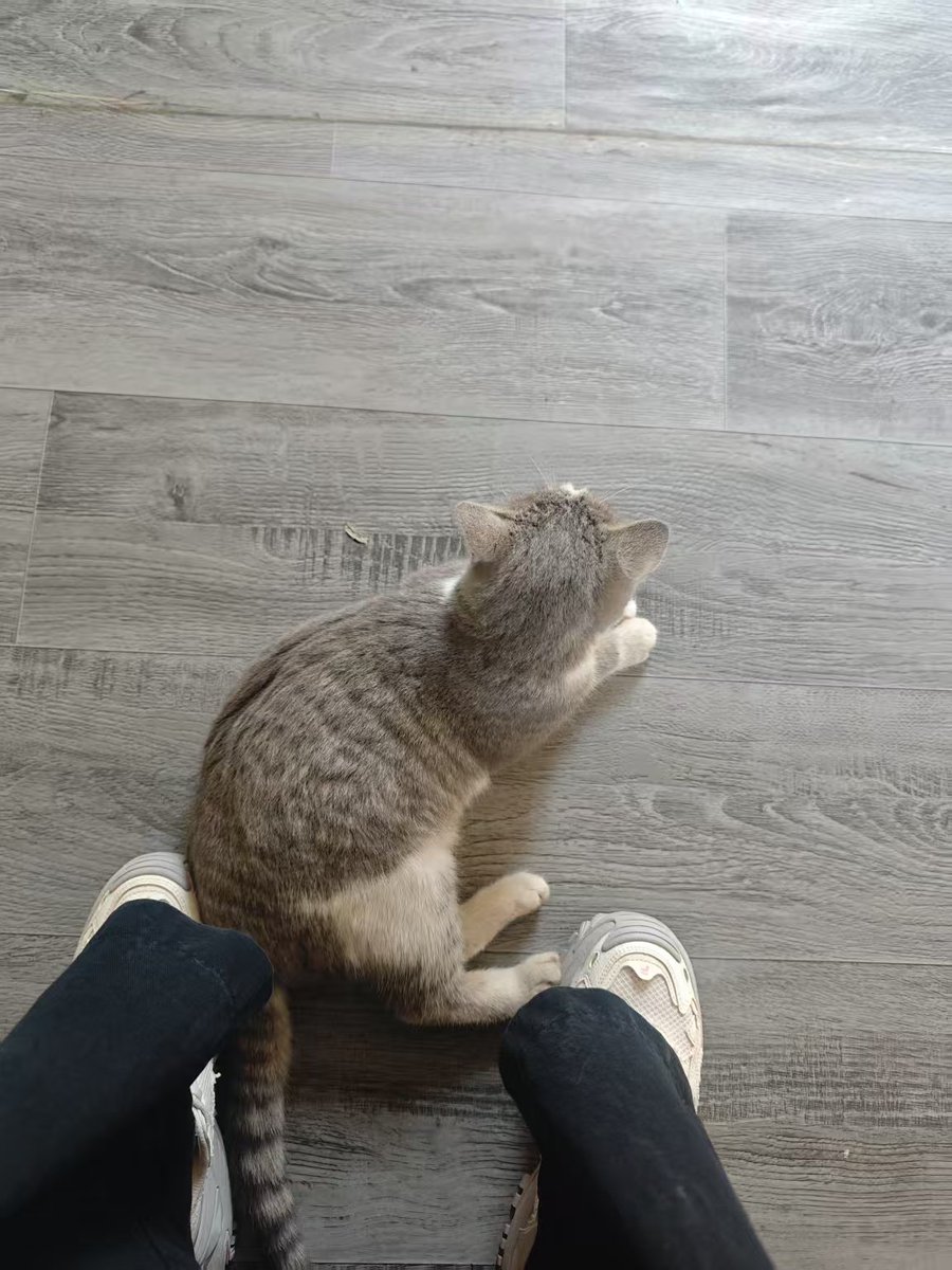 近期偶遇的小猫🐱（我好像真的很讨猫喜欢哈哈哈哈）#cat