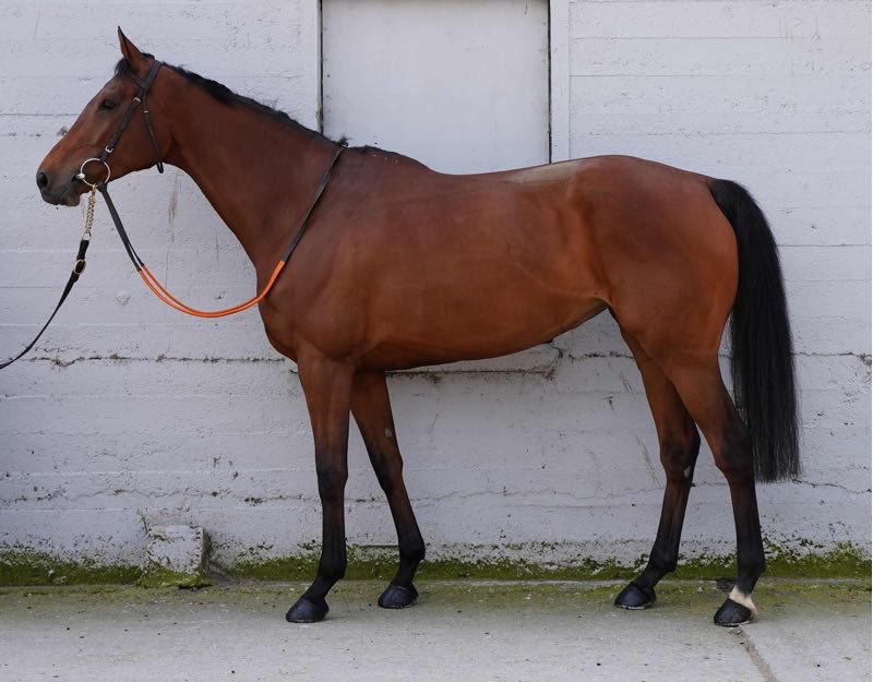 Tattersalls Online (@tatts_online) on Twitter photo #TattsOnline May Sale πΏπΌππΈ πππ·π΄ππΈπ
Lot 8 ππππππππππ 21,000gns
Vendor: <a href="/HenrydeBromhead/">Henry de Bromhead</a>
Purchaser: Eclipse Bloodstock
View sale: bit.ly/4iCo9b5 #TattsOnline May Sale πΏπΌππΈ πππ·π΄ππΈπ
Lot 8 ππππππππππ 21,000gns
Vendor: <a href="/HenrydeBromhead/">Henry de Bromhead</a>
Purchaser: Eclipse Bloodstock
View sale: bit.ly/4iCo9b5