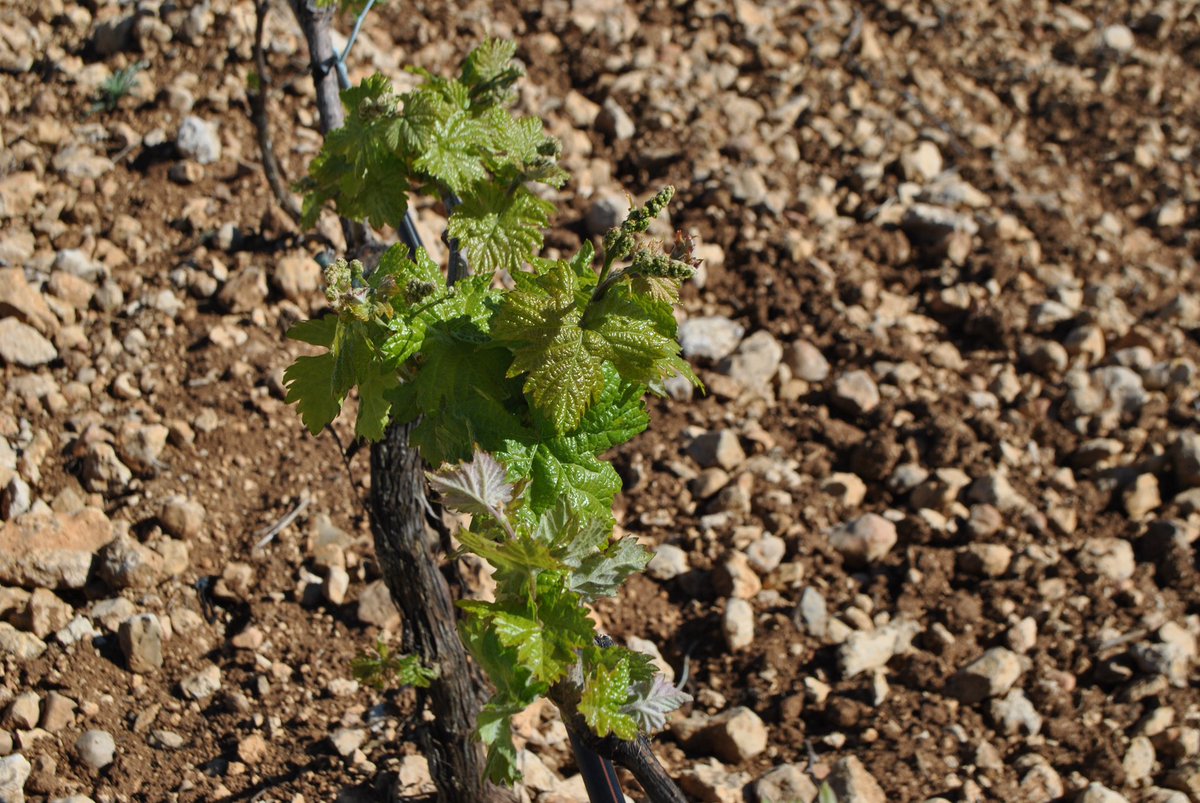 🍇 Los primeros racimos asoman tímidos entre las hojas, y con ellos brota la esperanza de una añada 2025 que promete escribir su propia historia en cada copa 🍷

barcolasculebras.com

#vino #vinotinto #riberadelduero #vinovegano#vinosdepesquera #pesqueradeduero